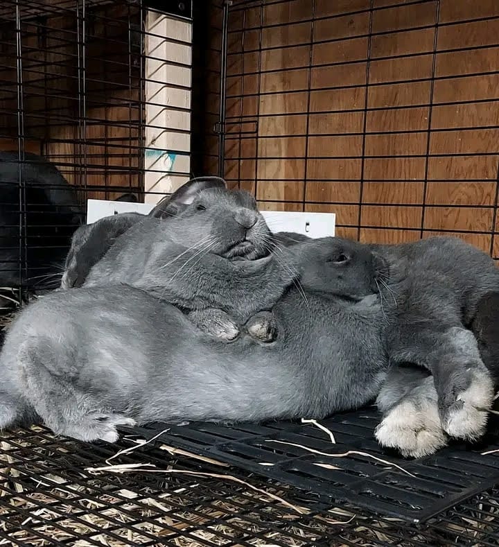 Silver Fox